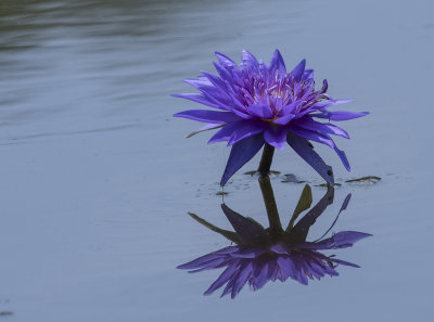 Reflected water lily