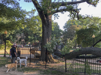 Sahraa, Riley and the fallen tree