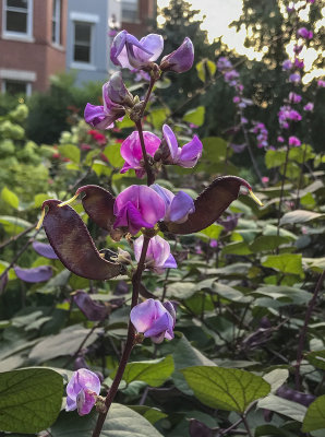 Hyacinth bean plant