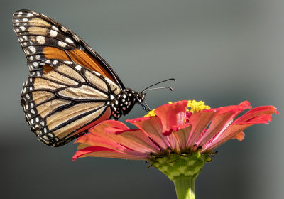 Colorful monarch, colorful flower