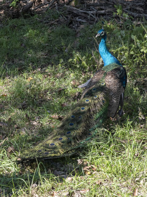 Edward the peacock