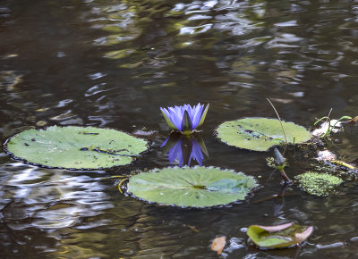 The last water lily