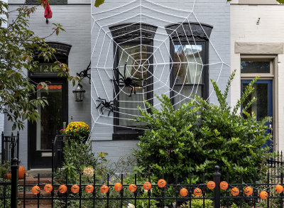 The spider house