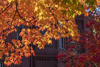 Fall Color and Old Houses on Capitol Hill
