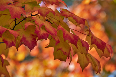 Fall Color and Old Houses on Capitol Hill