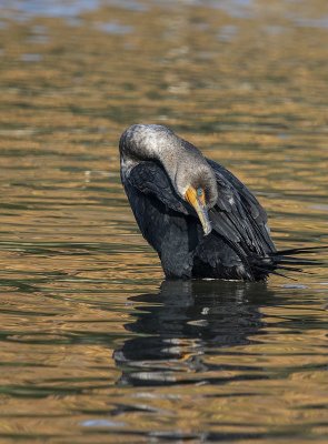 The contortionist