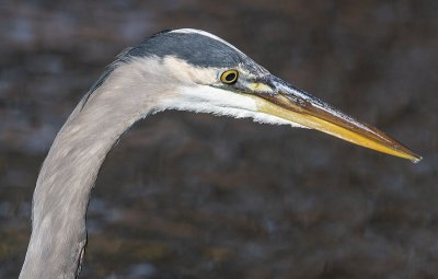 Portrait of a heron
