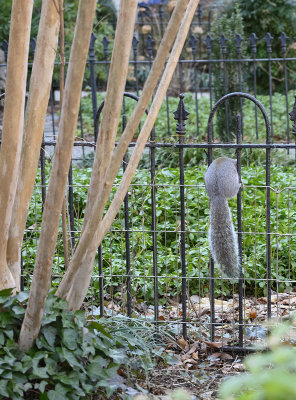 The shy squirrel