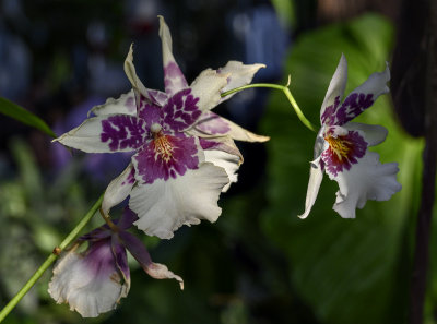 Orchids at the US Botanic Garden