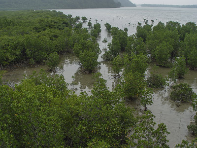 Mangrove swamp, Iriomote Island