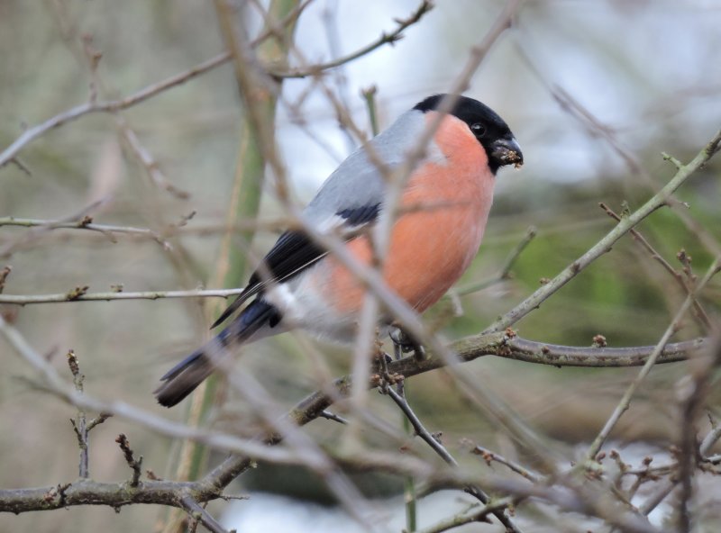 Bullfinch, male - Domherre.jpeg