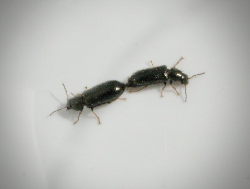 Borstbaggar - Melyridae