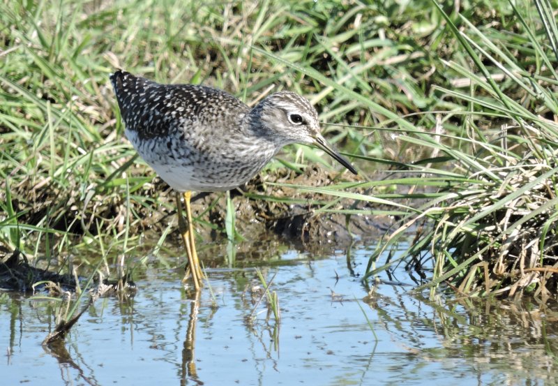 Wood Sandpiper - Tringa glareola - Grnbena jpg