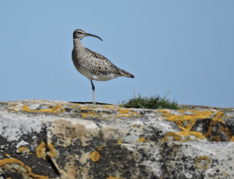 Whimbrel - Smspov.jpg
