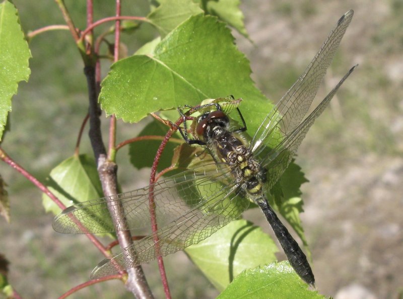 Leucorrhinia albifrons - Pudrad kärrtrollsländajpeg