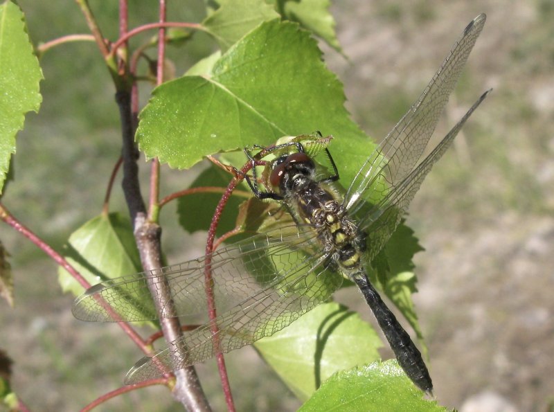 Leucorrhinia albifrons - Pudrad krrtrollslndajpeg