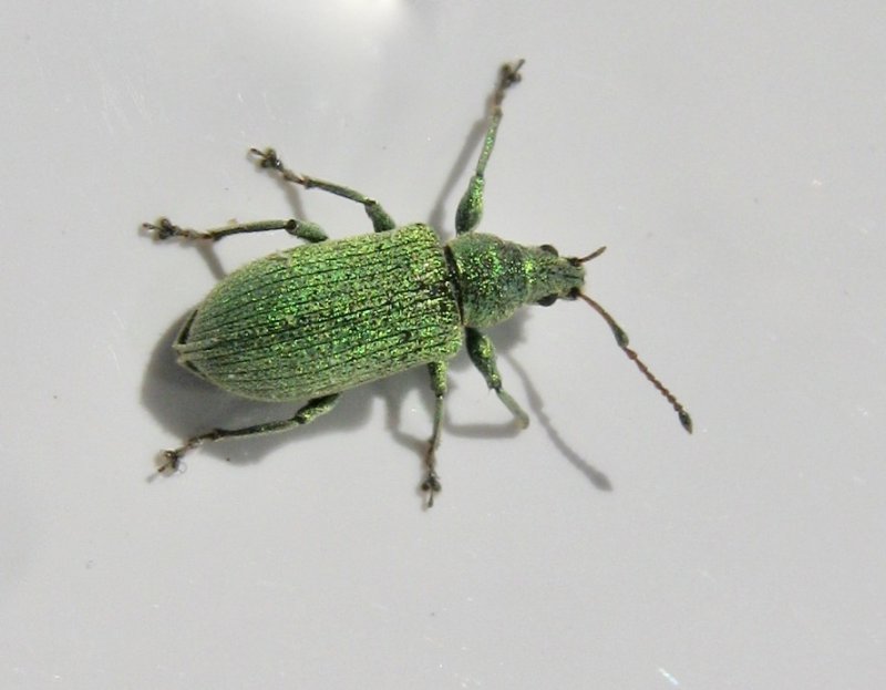 Phyllobius maculicornis - Grn lvvivel.jpeg