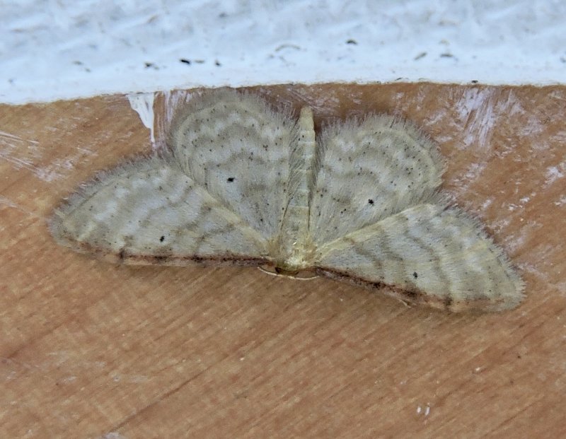 Rdbrmad lvmtare - Idaea humiliata.jpeg