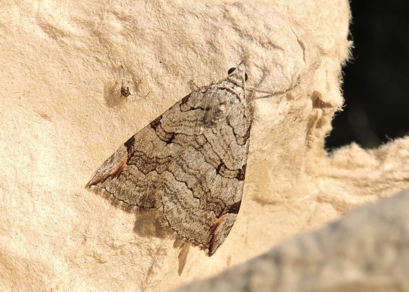 Mellantaggmtare - Aplocera plagiata.jpeg