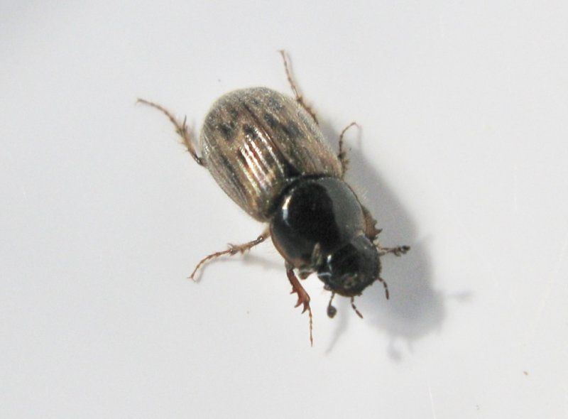 Mycetophagus piceus - Ljusfläckig vedsvampbaggejpeg
