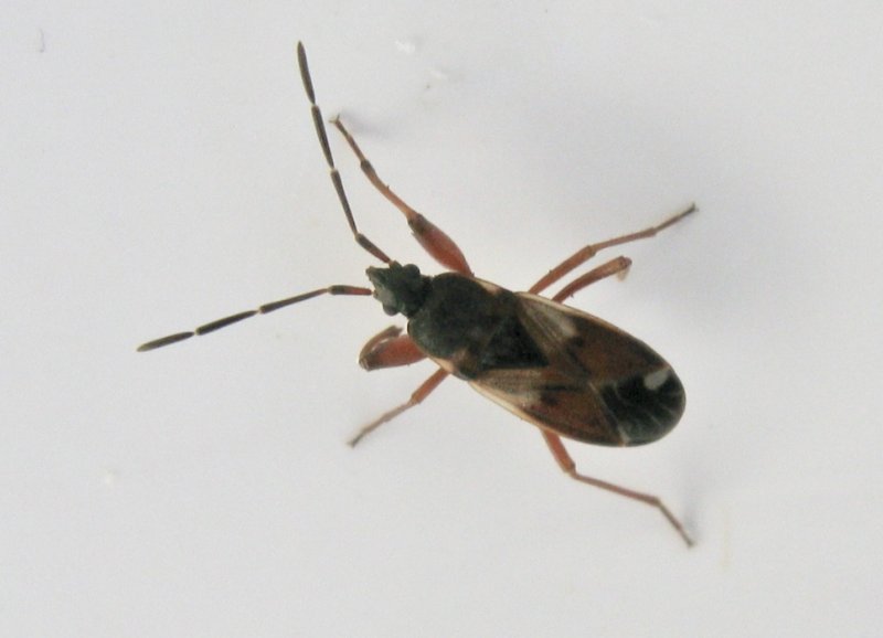 Lygaeidae - Frskinnbaggar