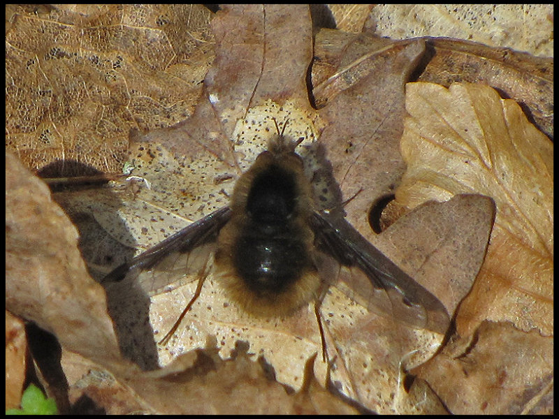 Stor svvfluga - Bombylius major.jpeg
