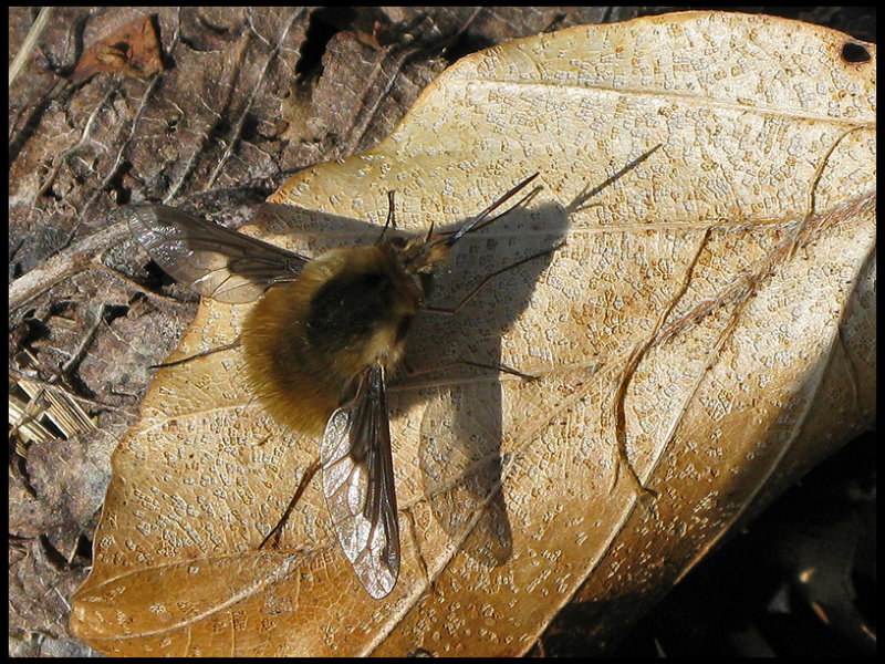 Stor svvfluga - Bombylius major.jpeg