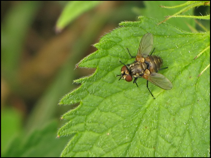 Gymnoclytia sp.jpeg