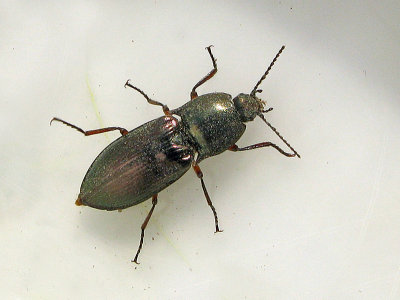 Selatosomus aenius.jpg