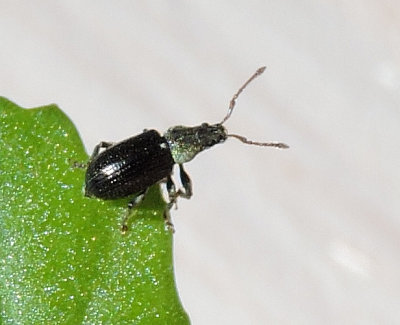 Phyllobius viridicollis - Kraglvvivel.jpg