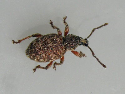 Otiorhynchus carinatopunctatus - Borstronvivel.jpeg