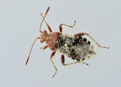 Rhopalus subrufus.jpg