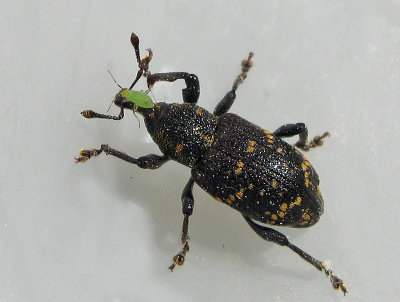 Hylobius