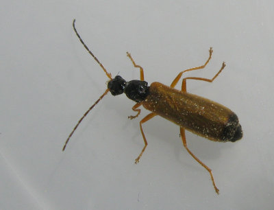 Rhagonycha lignosa.jpg