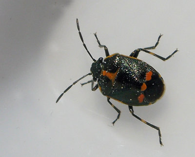 Eurydema oleracea - Rapssugare .jpg
