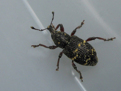 Hylobius pinastri - Liten snytbagge.jpg