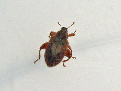 Orchestes quercus - Ekbladminerare.jpg