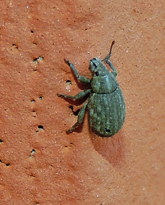 Romualdius scaber - Marmorskorpvivel..jpg