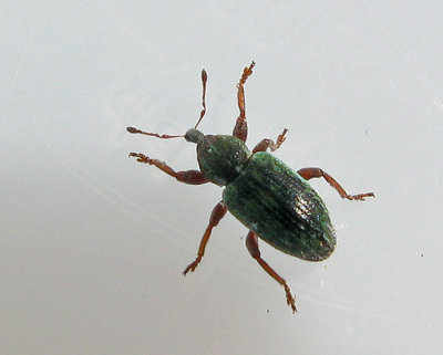 Hypera nigrirostris - Grn kokongvivel.jpg