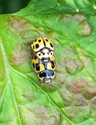 Propylea quatuordecimpunctata - Schackbrädspiga - .jpg