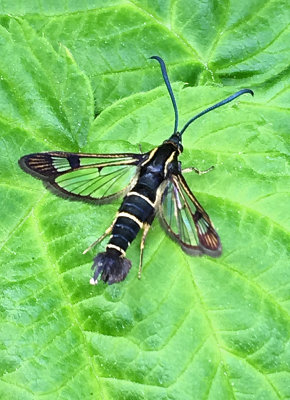 Vinbrsglasvinge - Synanthedon tipuliformis.jpg