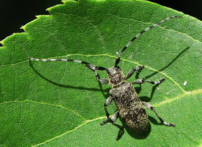 Lnghorningar- Cerambycidae