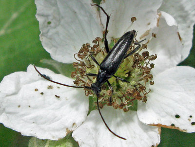 Rdbukig blombock  - Stenurella nigra.jpg