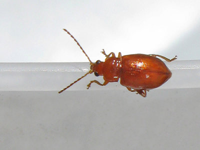 Neocrepidodera  transversa - Strre rostjordloppa.jpg
