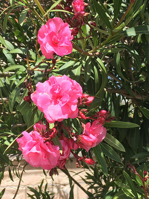 Nerium Oleander.jpg