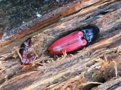 Ampedus cinnabarinus - Bark Rdrock .jpeg