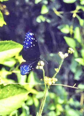 Butterflies - Penang