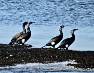 Cormorants - Storskarv