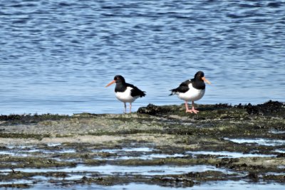 Oystercatchers - Ett par nyanlnda strandskator.jpeg