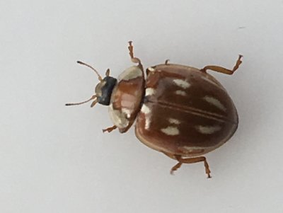 Myzia oblongoguttata - Ljusstreckad nyckelpiga - .jpeg